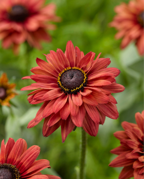 rudbeckia