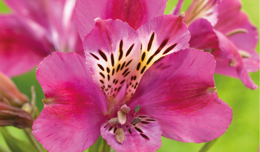 alstroemeria
