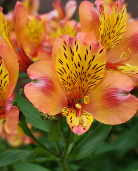 alstroemeria