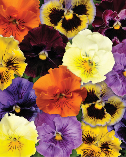 pansies