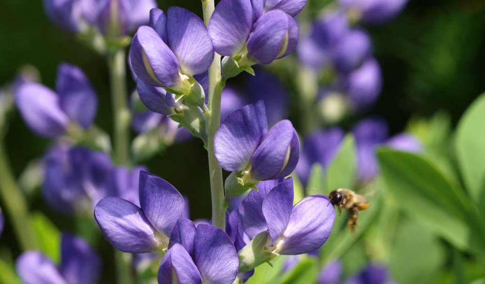 Baptisia australis