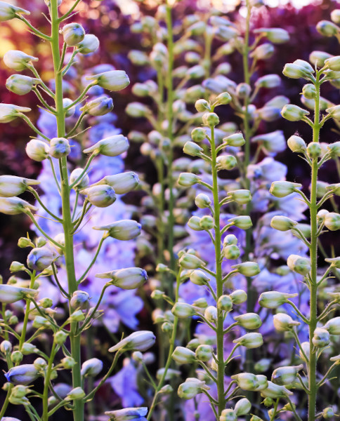 Baptisia australis