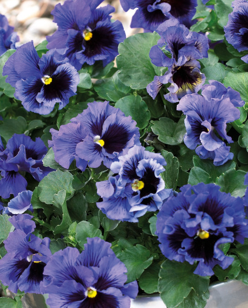 violas