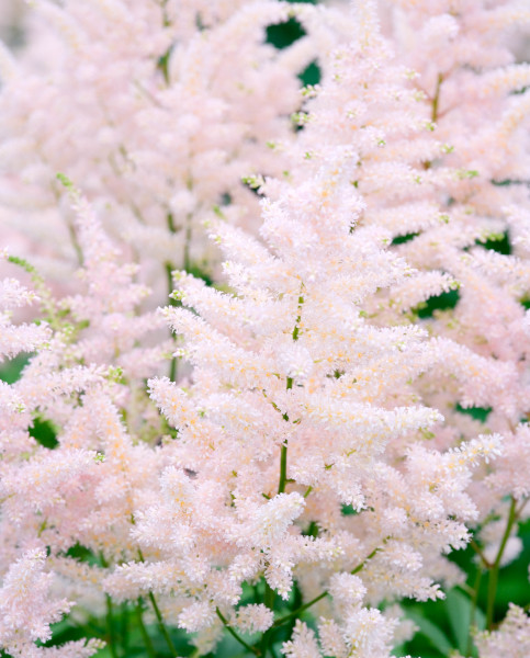astilbe europa