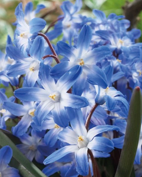 Chionodoxa