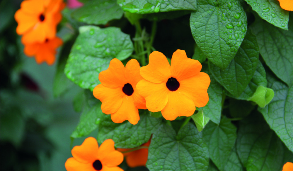 thunbergia