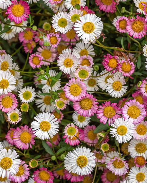 erigeron