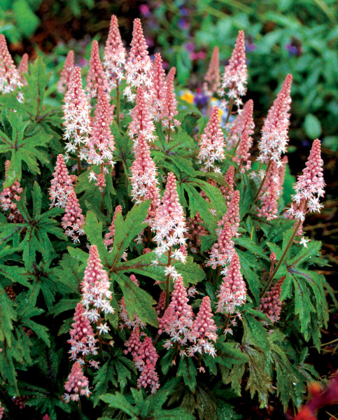 tiarella