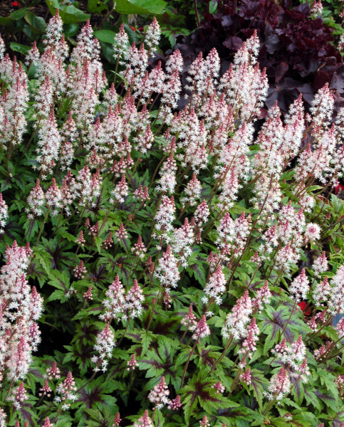 tiarella