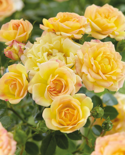 roses