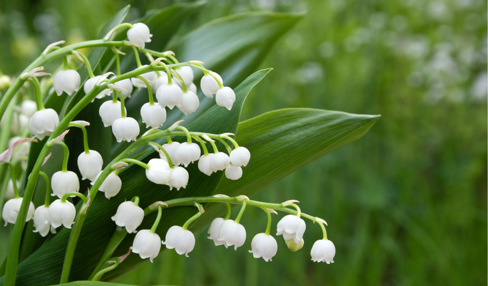 convallaria