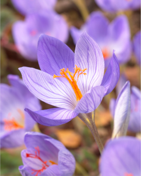 crocus