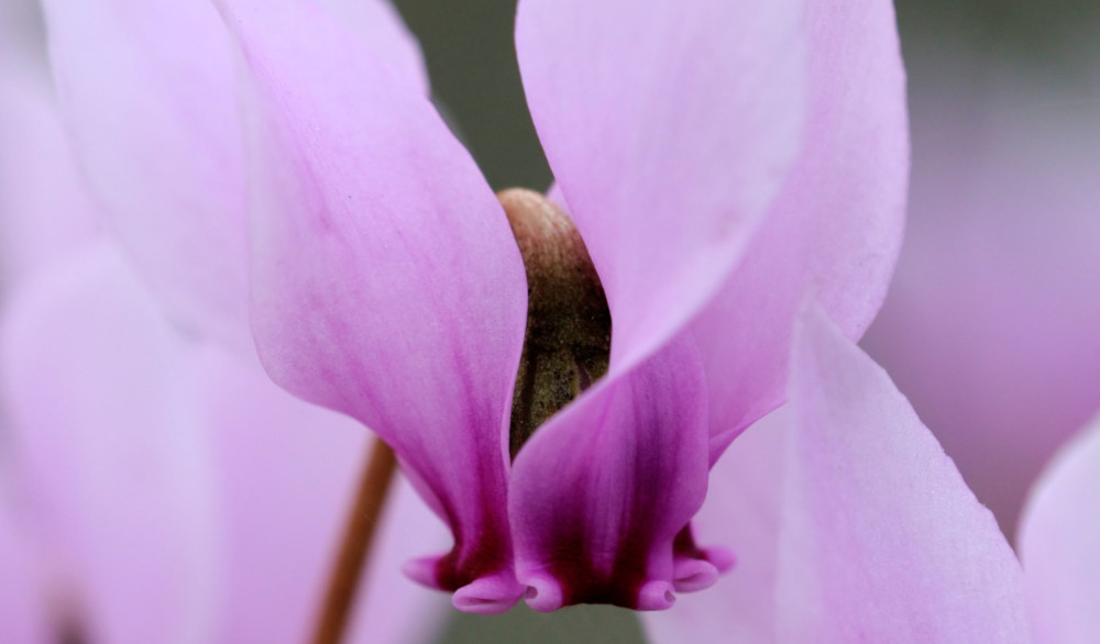 Cyclamen