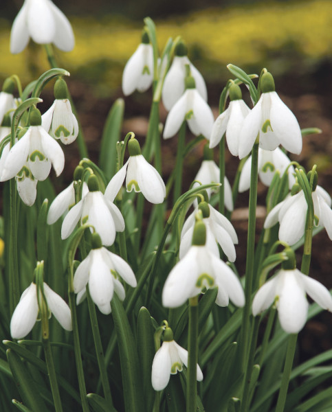snowdrops
