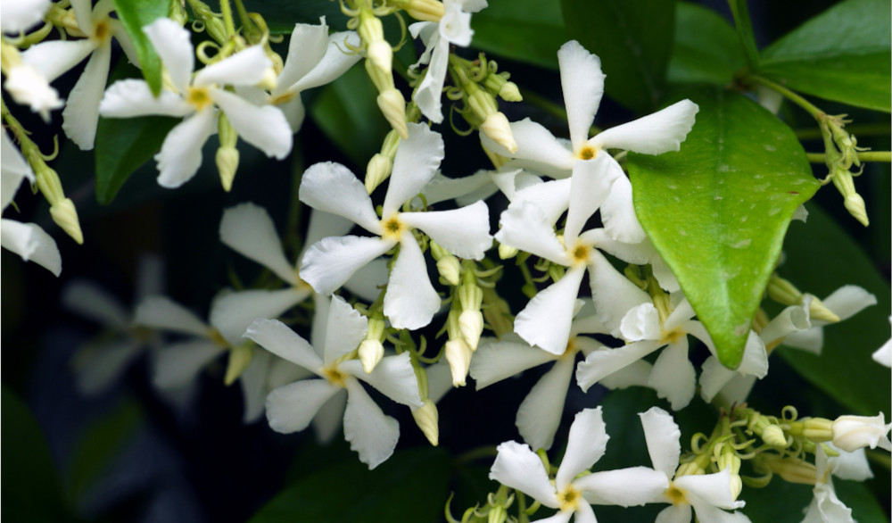 Trachelospermum Jasminoides
