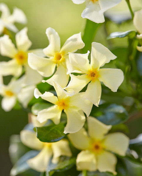 Trachelospermum Jasminoides