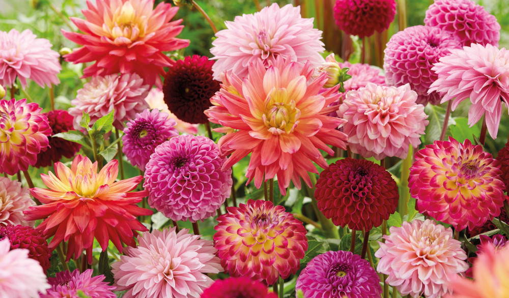 dahlia