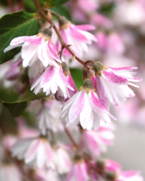 deutzia