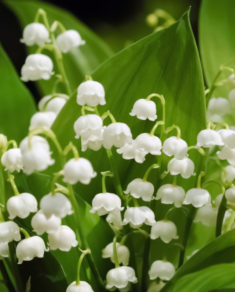 convallaria