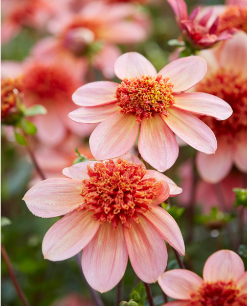 dahlia