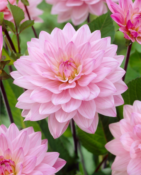 dahlia