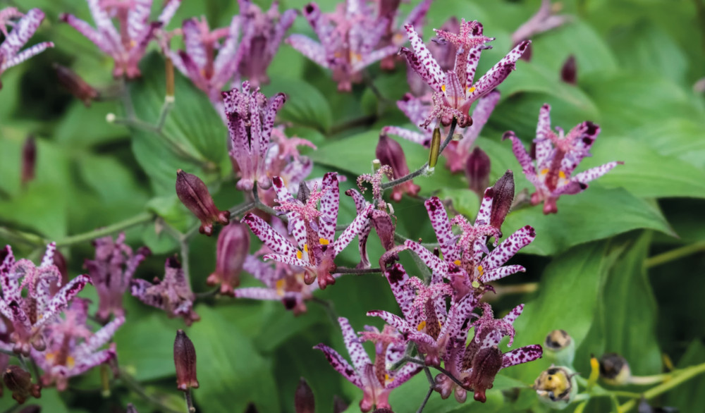 Tricyrtis