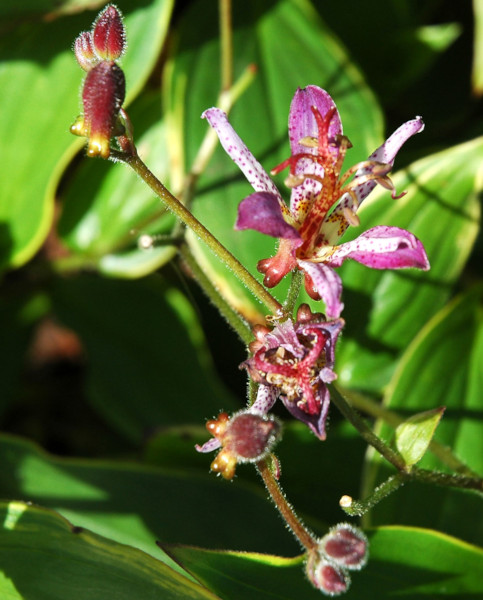 Tricyrtis