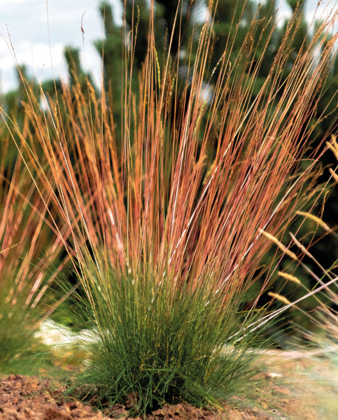 festuca