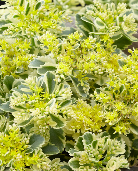 sedum