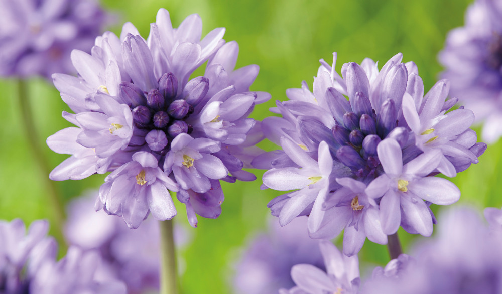 Dichelostemma