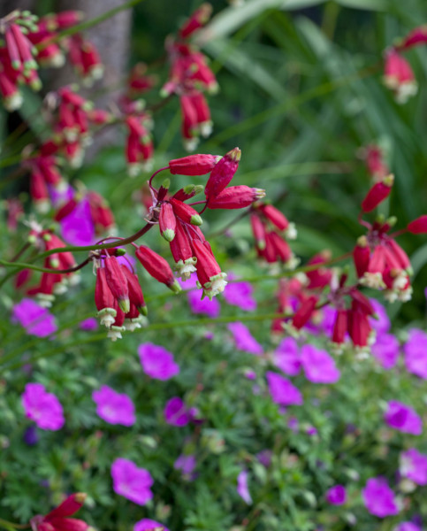 Dichelostemma