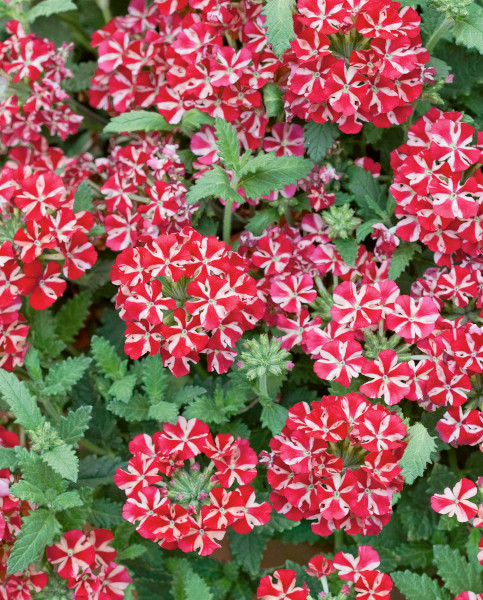 verbena
