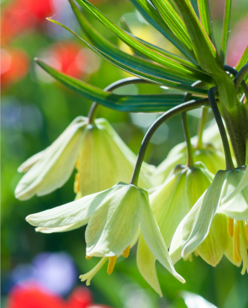 fritillaria