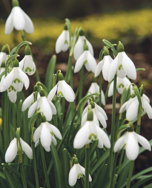 galanthus