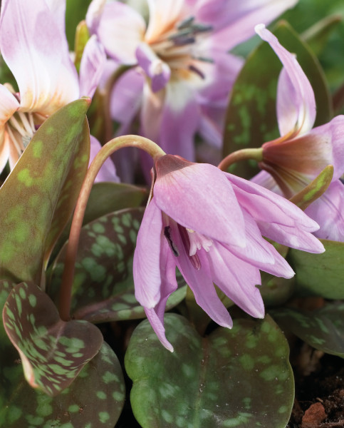erythronium