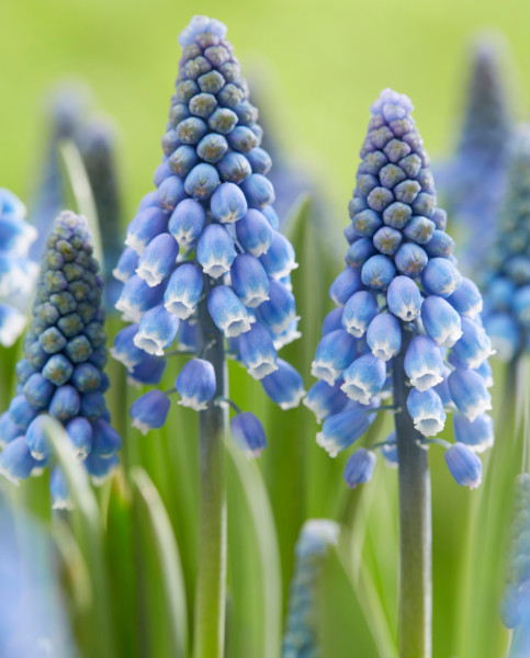muscari