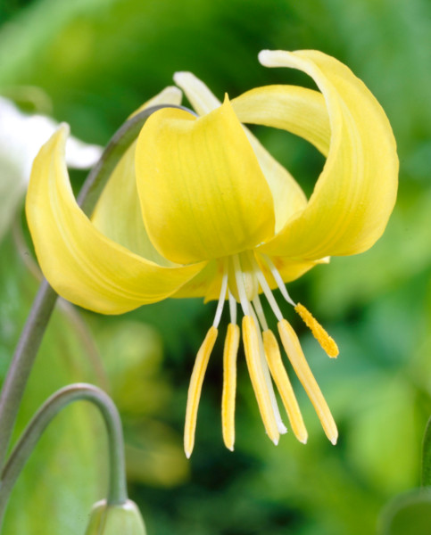 erythronium