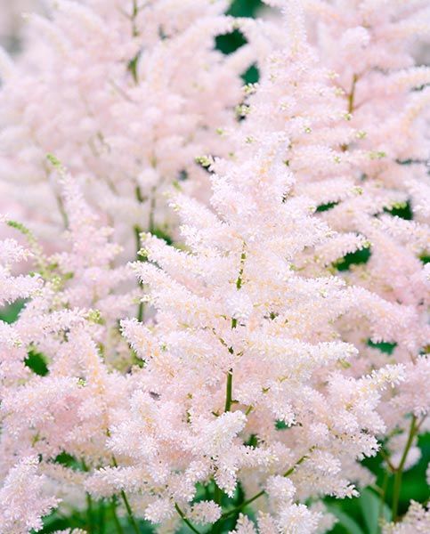 Astilbe-Europa