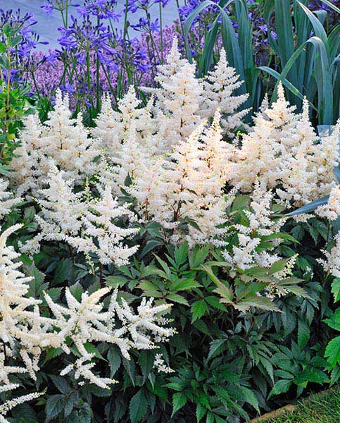 Astilbe chinensis