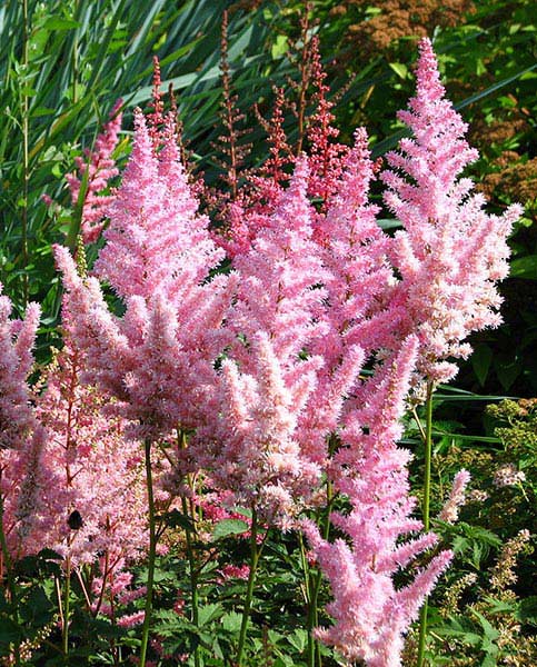 astilbe