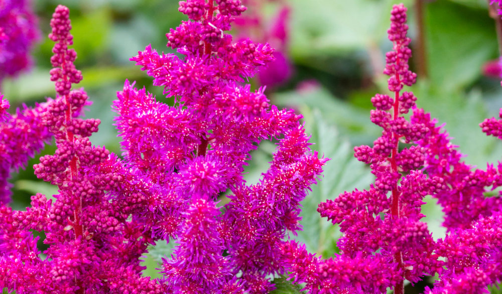 astilbe chinensis