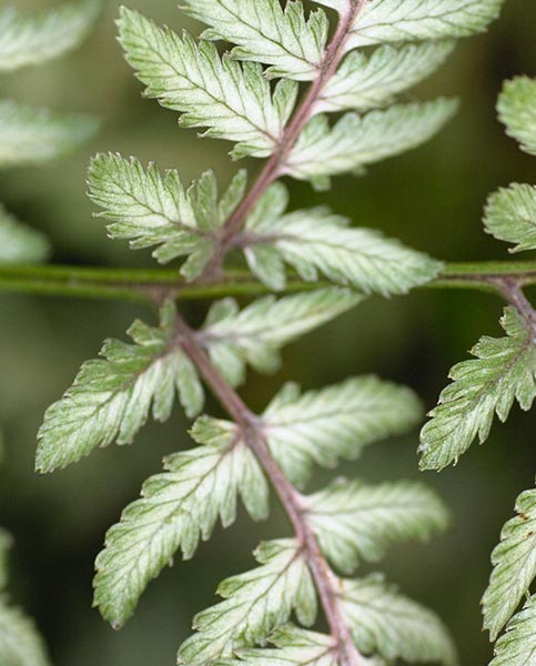 Athyrium niponicum