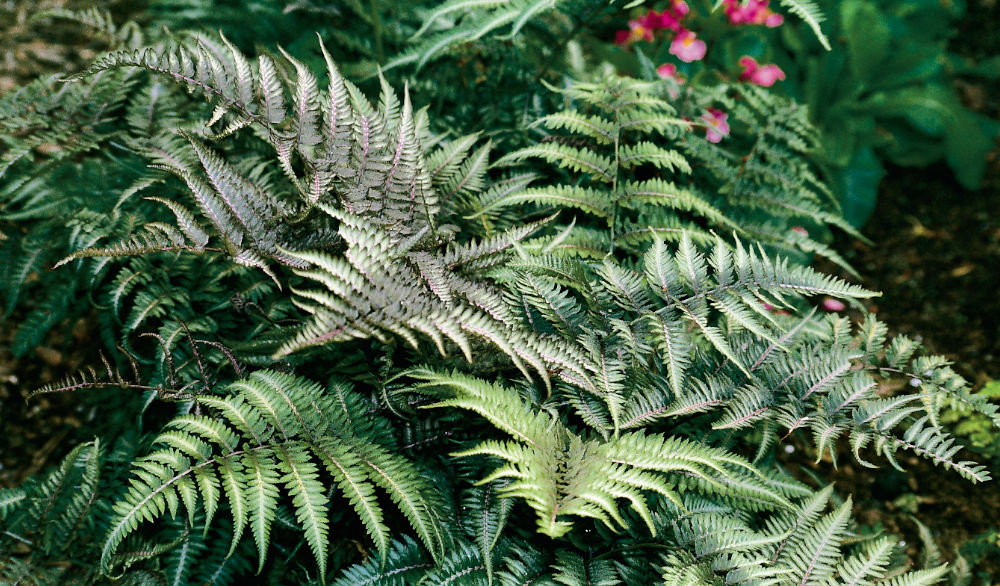 Athyrium niponicum
