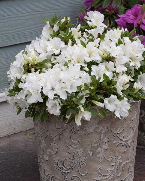 Azalea Japonica