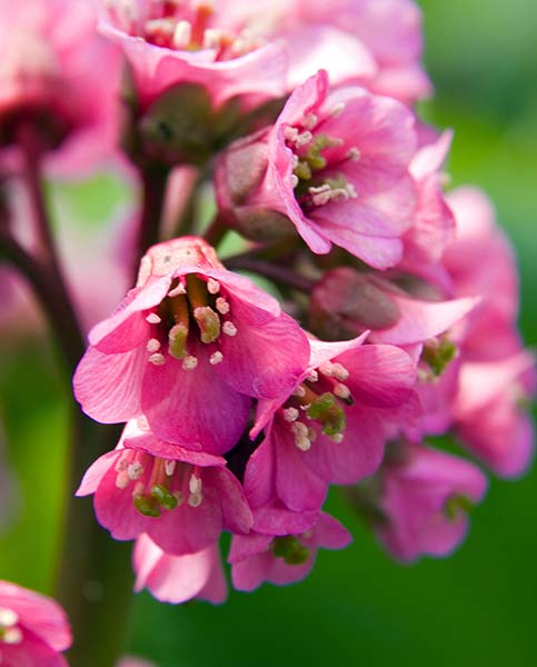 Bergenia Morgenrote