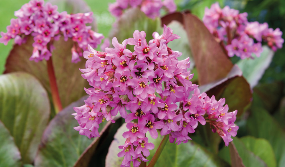 Bergenia Morgenrote