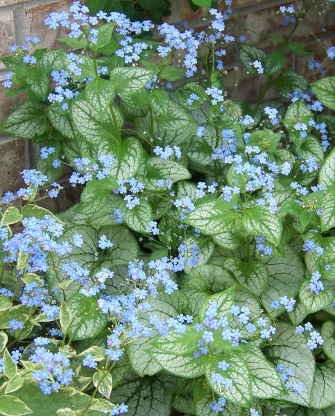 brunnera