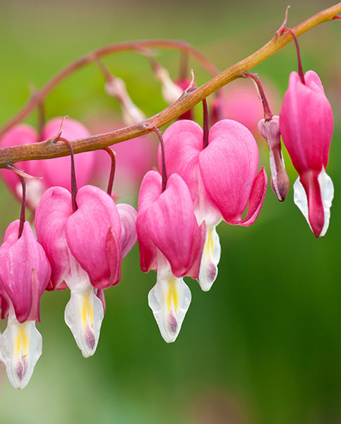 dicentra