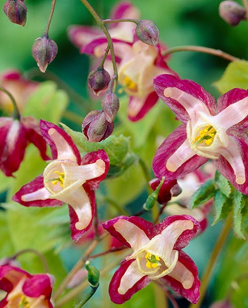 epimedium