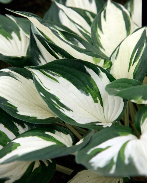 hosta